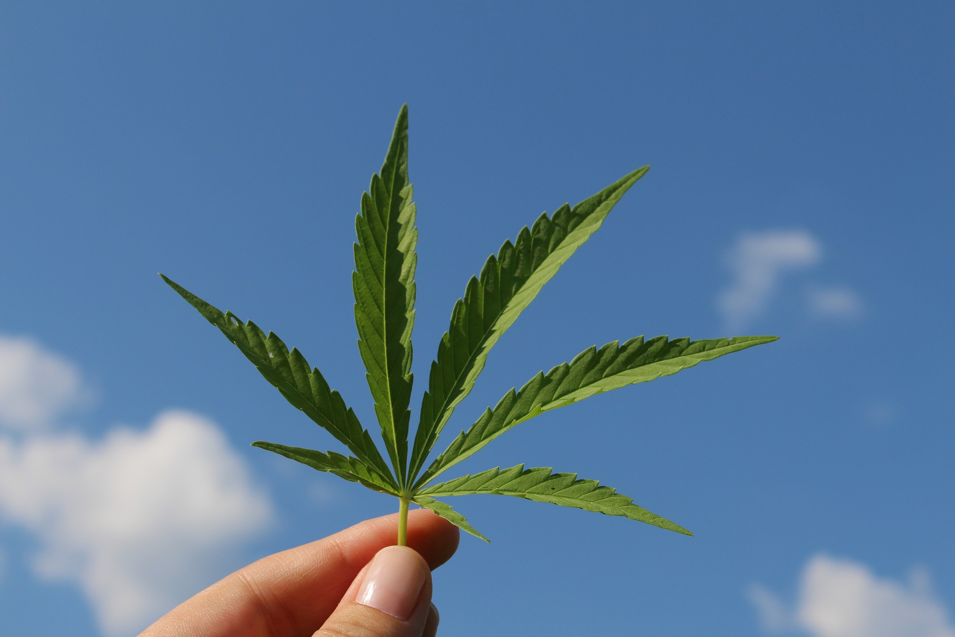 CBD (4)