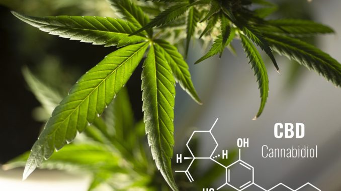 CBD (3)