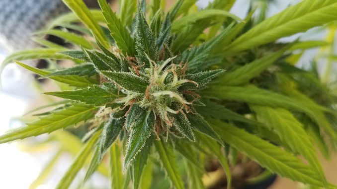 CBD