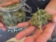 Comment choisir son CBD pour la première fois ?